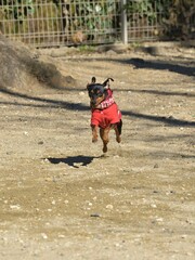 ミニチュアピンシャー