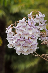 Ceratonia siliqua or Carob tree with pink flowers