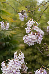Ceratonia siliqua or Carob tree with pink flowers