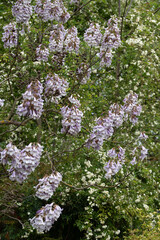 Ceratonia siliqua or Carob tree with pink flowers