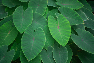 closeup nature view of green leaf background.