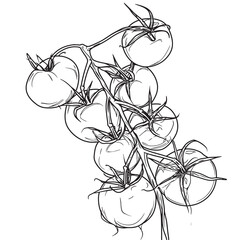 Simple line drawing illustration of a vine of tomatoes on a tree branch