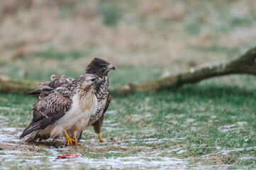 Mäusbussard am Luderplatz