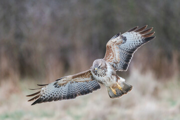Mäusbussard am Luderplatz