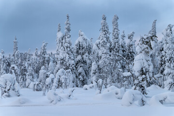 Fototapeta na wymiar Heavily snow-covered trees