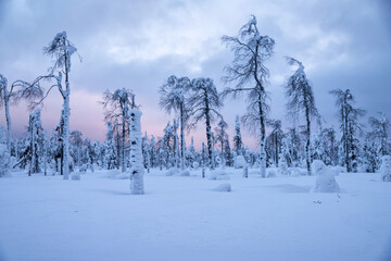 Snow-covered trees in the evening
