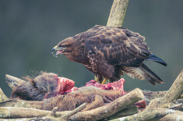 Mäusbussard am Luderplatz