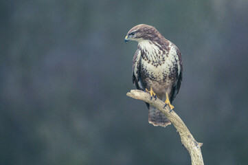 Mäusbussard am Luderplatz