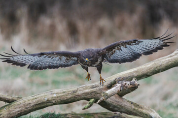 Mäusbussard am Luderplatz