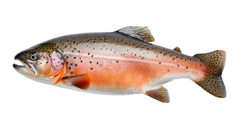 salmon - trout fish isolated on transparent or white background, png