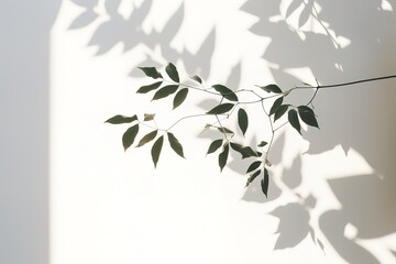 .Sunlight falling on a white wall with a plant.
