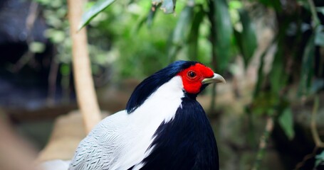Magnificent Silver Lophura with striking feathers in close-up embodies splendor of exotic birds Silver Lophura masterpiece of nature. In its elegance Silver Lophura represents nature's diversity.