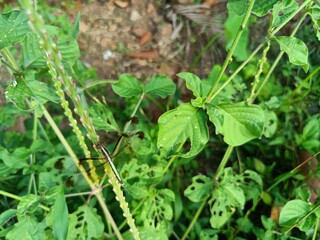 Rhyothemis variegata, known as the common picture wing or variegated flutterer, is a species of dragonfly of the family Libellulidae, found in South Asia. 