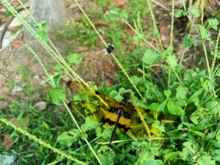 Rhyothemis variegata, known as the common picture wing or variegated flutterer, is a species of dragonfly of the family Libellulidae, found in South Asia. 