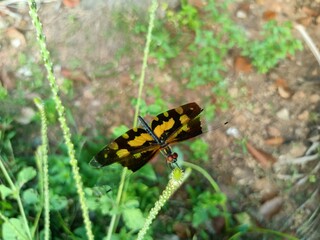 Rhyothemis variegata, known as the common picture wing or variegated flutterer, is a species of dragonfly of the family Libellulidae, found in South Asia. 