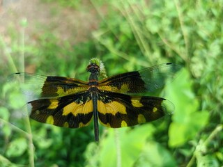 Rhyothemis variegata, known as the common picture wing or variegated flutterer, is a species of dragonfly of the family Libellulidae, found in South Asia. 