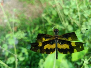 Rhyothemis variegata, known as the common picture wing or variegated flutterer, is a species of dragonfly of the family Libellulidae, found in South Asia. 
