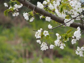 春の風景　桜の花