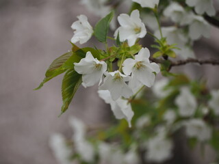 春の風景　桜の花