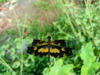 Rhyothemis variegata, known as the common picture wing or variegated flutterer, is a species of dragonfly of the family Libellulidae, found in South Asia. 