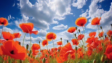 A vibrant field of poppies under a sunny spring sky.