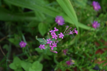 한국의 야생화_Korean wildflowers