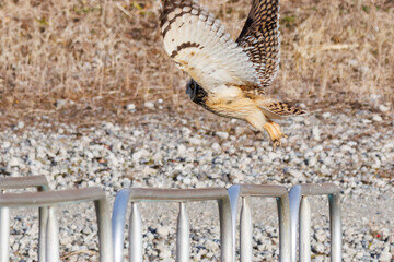 狩りのために飛翔する美しいコミミズク（フクロウ科）。
日本国千葉県三郷市、江戸川河川敷にて。
2023年1月22日撮影。

A beautiful Short-eard Owl (Asio flammeus, family comprising owls) in flight for hunting.
