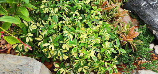 Spots umbrella Tree, Miniature Umbrella Plant(Schefflera arboricola (Variegated)) Finger-shaped leaves with 5-7 leaflets, oval shape, thick leaf blades like leather. Shiny green with yellowish-white S