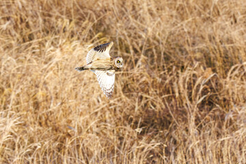 狩りのために飛翔する美しいコミミズク（フクロウ科）。
日本国千葉県三郷市、江戸川河川敷にて。
2023年1月22日撮影。

A beautiful Short-eard Owl (Asio flammeus, family comprising owls) in flight for hunting.
