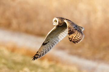 狩りのために飛翔する美しいコミミズク（フクロウ科）。
日本国千葉県三郷市、江戸川河川敷にて。
2023年1月22日撮影。

A beautiful Short-eard Owl (Asio flammeus, family comprising owls) in flight for hunting.
