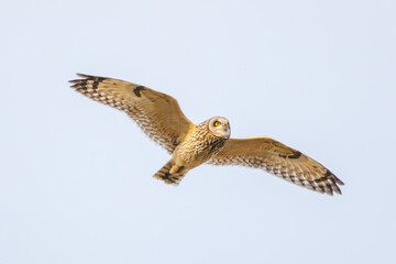 狩りのために飛翔する美しいコミミズク（フクロウ科）。
日本国千葉県三郷市、江戸川河川敷にて。
2023年1月22日撮影。

A beautiful Short-eard Owl (Asio flammeus, family comprising owls) in flight for hunting.
