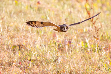 狩りのために飛翔する美しいコミミズク（フクロウ科）。
日本国千葉県三郷市、江戸川河川敷にて。
2023年1月22日撮影。

A beautiful Short-eard Owl (Asio flammeus, family comprising owls) in flight for hunting.
