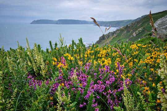 View over yellow gorse and purple heather in bloom to Bolt Head on the South West Coast Path, Devon, UK