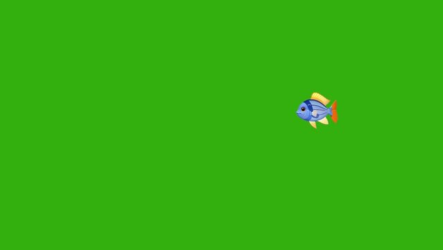 animated fish, looping video, fish swimming