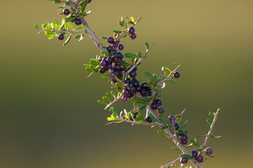 Wild fruits in Pampas forest environment, La Pampa Province, Patagonia, Argentina.