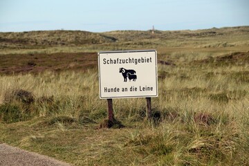 Sylt, Dünen, Ellenbogen, Schafe