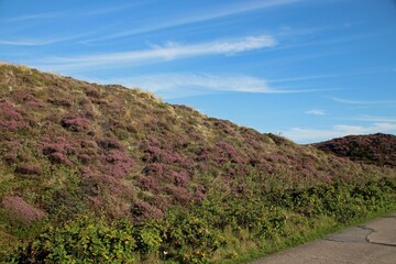 Dünen, heide, Dünenschutz, Sylt