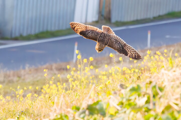 狩りのために飛翔する美しいコミミズク（フクロウ科）。
日本国千葉県三郷市、江戸川河川敷にて。
2023年1月22日撮影。

A beautiful Short-eard Owl (Asio flammeus, family comprising owls) in flight for hunting.
