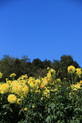 青空に映える満開の黄色いダリア(兵庫県加西市：兵庫県立フラワーセンター)