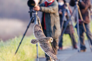 狩りのために飛翔する美しいコミミズク（フクロウ科）。
日本国千葉県三郷市、江戸川河川敷にて。
2023年1月22日撮影。

A beautiful Short-eard Owl (Asio flammeus, family comprising owls) in flight for hunting.
