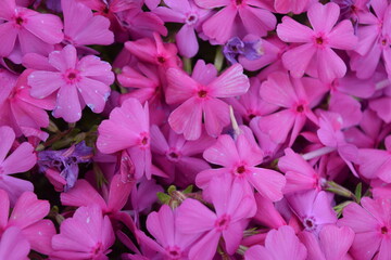 한국의 야생화_Korean wildflowers