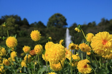 青空に映える満開の黄色いダリア(兵庫県加西市：兵庫県立フラワーセンター)