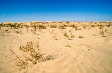 Grand Erg oriental, désert du Sahara, Tunisie