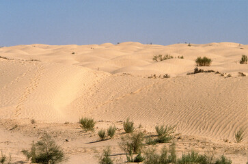 Fototapeta na wymiar Grand Erg oriental, désert du Sahara, Tunisie
