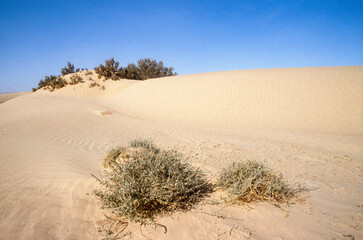 Grand Erg oriental, désert du Sahara, Tunisie