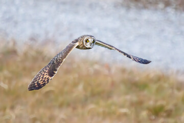 狩りのために飛翔する美しいコミミズク（フクロウ科）。
日本国千葉県三郷市、江戸川河川敷にて。
2023年1月22日撮影。

A beautiful Short-eard Owl (Asio flammeus, family comprising owls) in flight for hunting.

