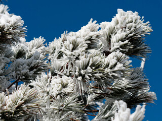 Close up of pine tree branch covered with hoarfrost after ice fog and snow in morning winter forest with blue sky background. Real winter and Christmas holidays background.