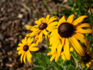 Blackeyed Susan