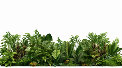 Tropical forest plants isolated against a stark white background