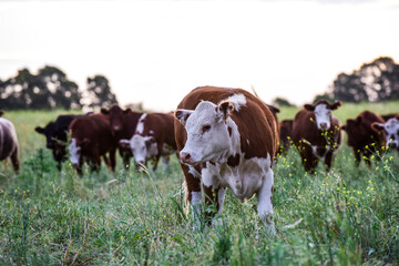 Cattle in the Pampas Countryside, Argentine meat production, La Pampa, Argentina.